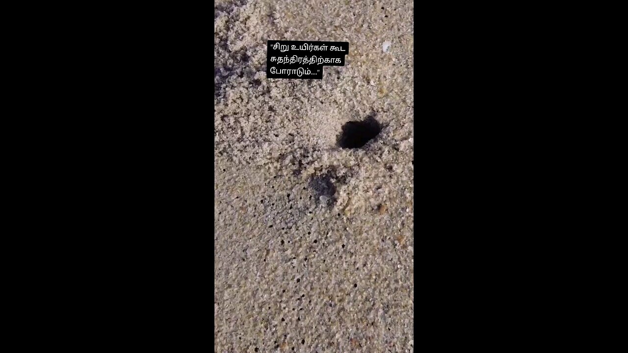 A Tiny Crab’s Escape – Real Feel Moment from Ninthavur Beach | #thepixelDairy360
