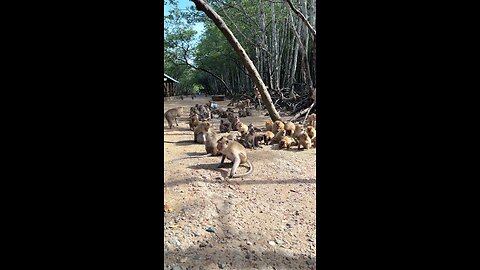 Funny monkey