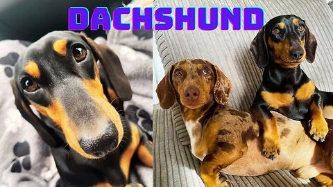 Living With Dachshund Dog Video Dachshund Worldwide Dachshund Lovers Weiner Teckel Sausage Puppies