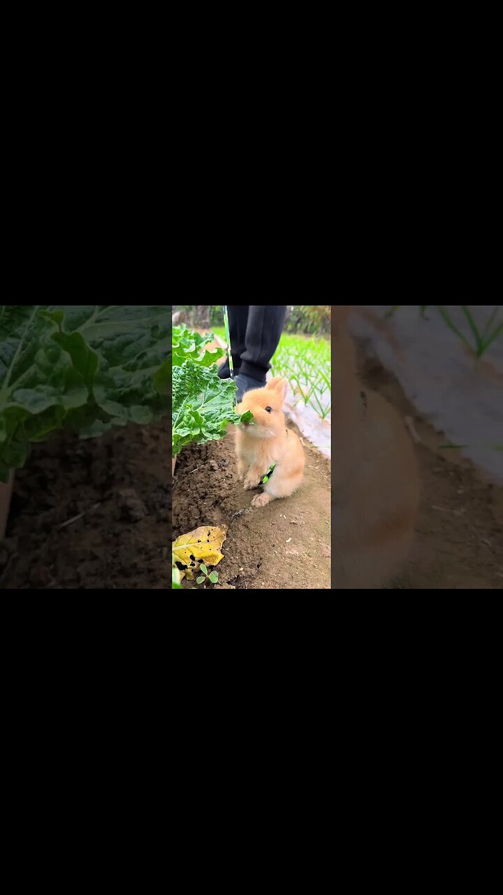 Let's walk the rabbit in the vegetable garden. Cute pet debut plan ...