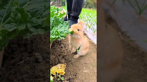 Let's walk the rabbit in the vegetable garden. Cute pet debut plan. Rabbit rural cute pet