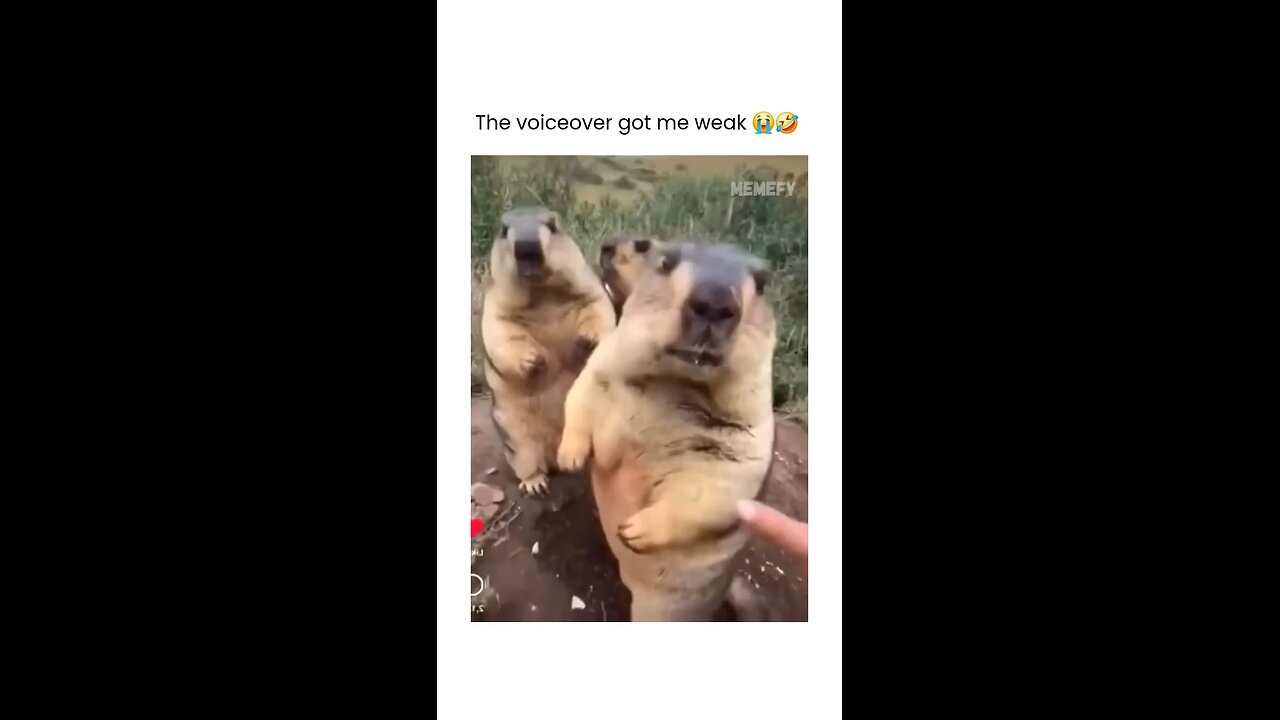 Funny animals
