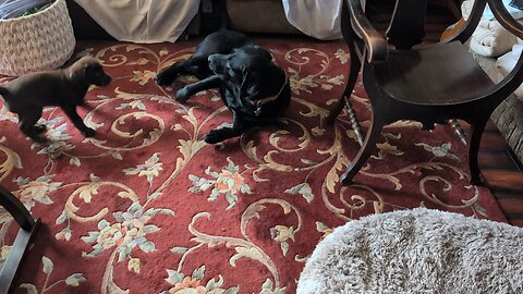 Big Dog Play With His Puppy First Time