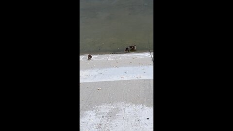 Mallard Ducks 🦆 #mallardducks #shorts #followme #trending #viral #ducks