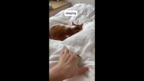 Cats 🐶🐈