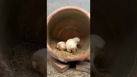 The little rabbit and the dog compete for vegetable leaves to eat cute pets. Rabbits. Little cute p
