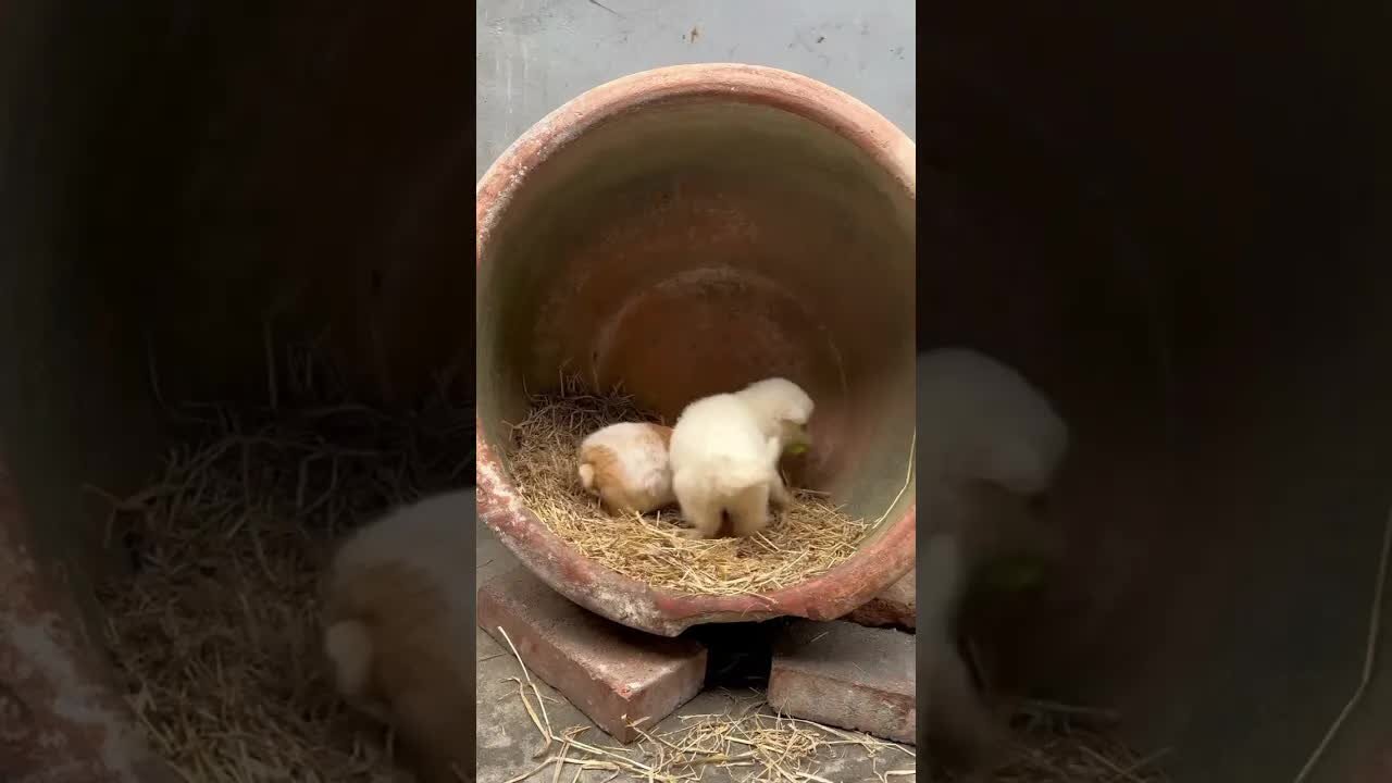 The little rabbit and the dog compete for vegetable leaves to eat cute pets. Rabbits. Little cute p