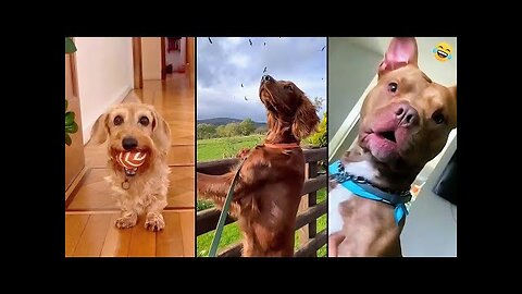 Funny ANIMALS videos 😊 Funniest CATS😺 and DOGS🐶 2025