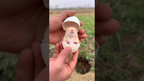 I caught a new little rabbit. Cute pet debut plan. Rabbit pastoral cute pet