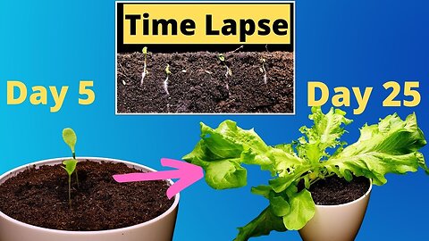 Growing Lettuce from Seed to Harvest Plant Time Lapse