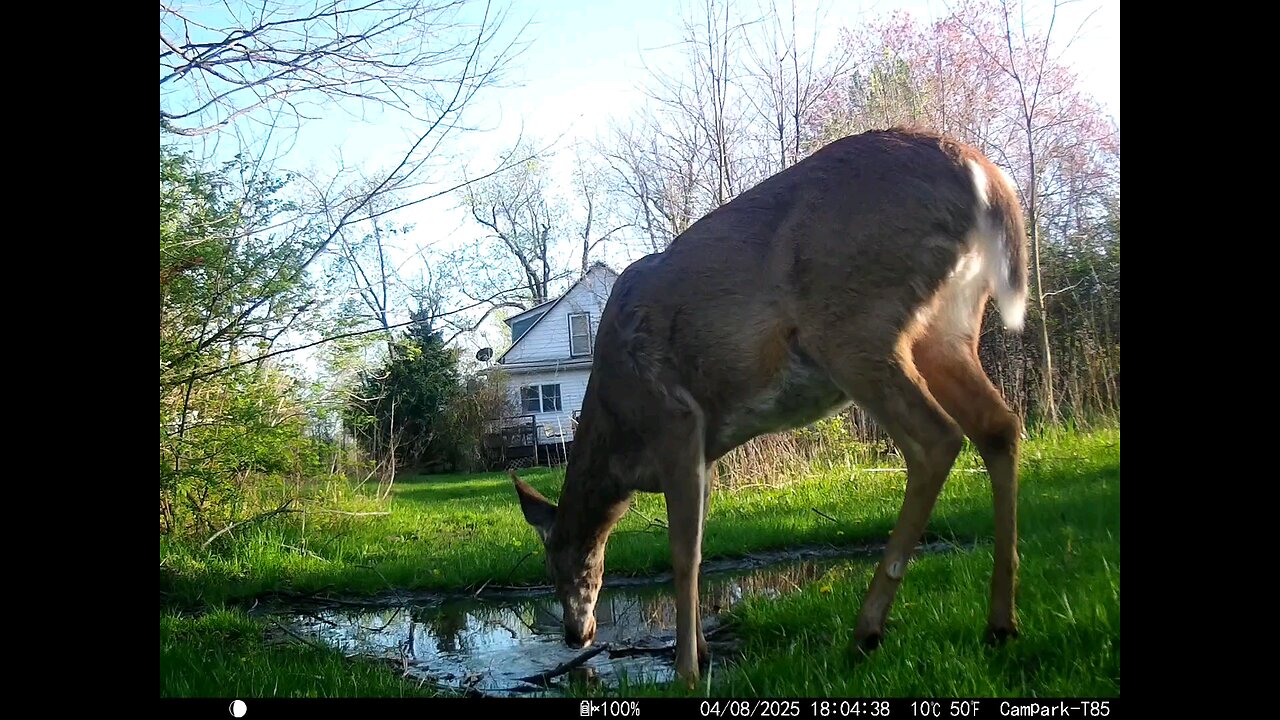 Deer Cam 04-08-2025 To 04-12-2025