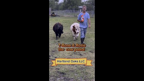 T-Bone and Rosie on cow patrol.