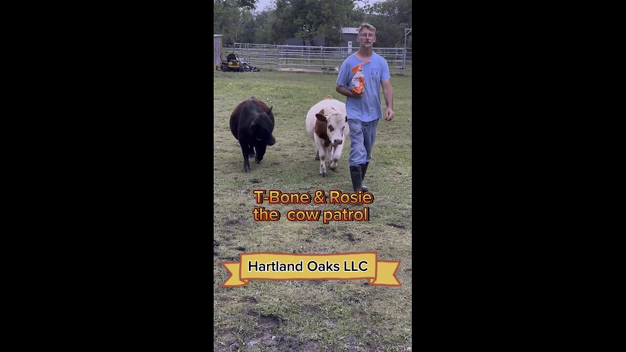 T-Bone and Rosie on cow patrol.