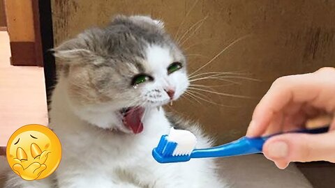 2025’s Funniest Dogs & Cats 😂 You Won’t Stop Laughing! | You Laugh You lose 😍😸😹 #Ep72