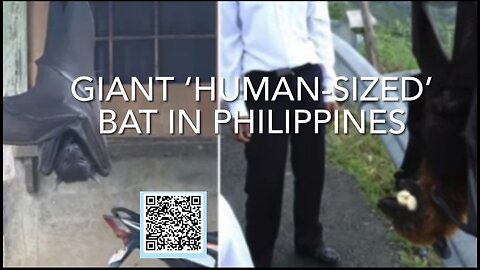 Giant ‘human-sized’ bat in Philippines