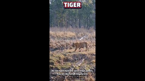 Tiger Facts 🤔🔥