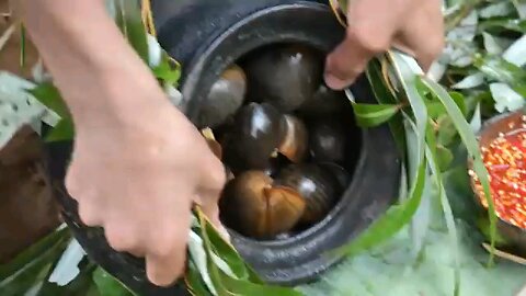 Primitive Technology - Kmeng Prey - Cooking Snails With Coconut