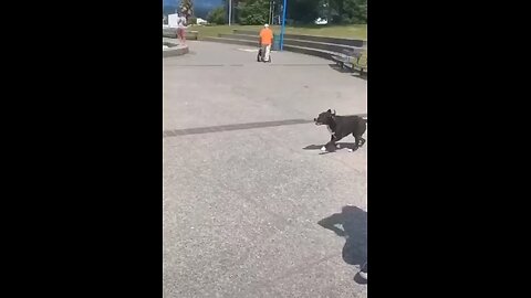 Funny animals
