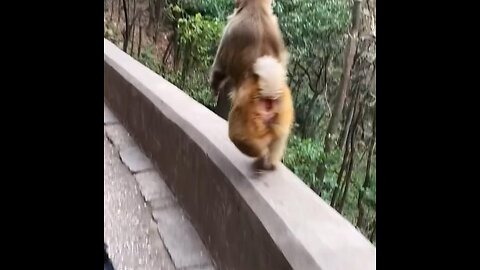 Funny Monkey Video