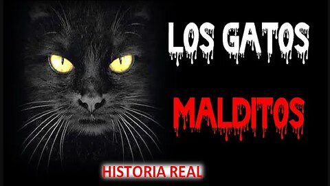 LOS GATOS ESTABAN HABLANDO.