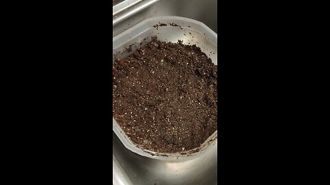 Seed starter mix for beginners