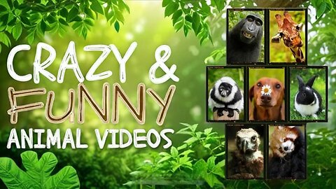 Funniest Animals Moments Ever Caught on Camera ep-14