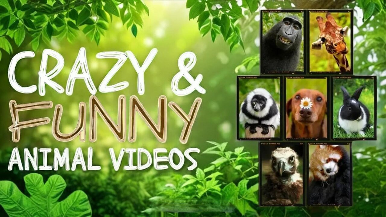 Funniest Animals Moments Ever Caught on Camera ep-14