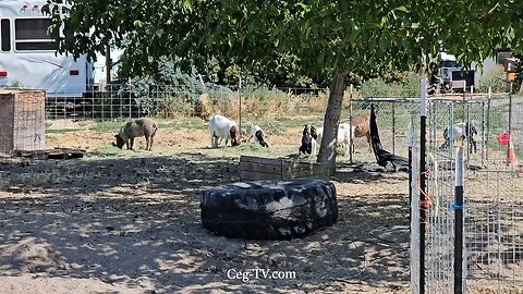 Graham Family Farm NW: 10:00 AM July 22 2025