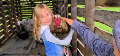 Rooster 🐓 Loving ❤️