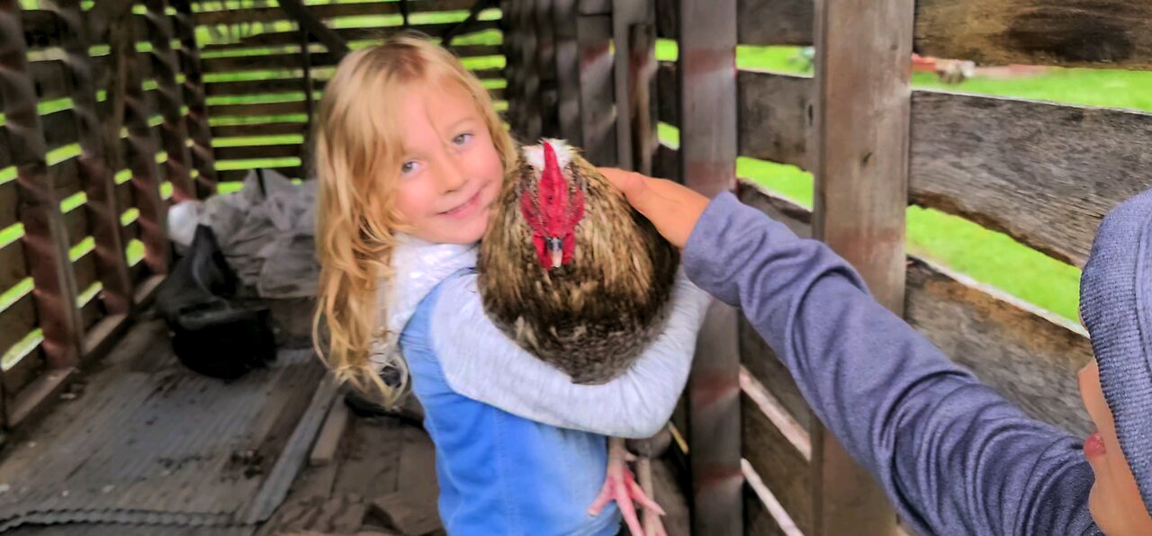 Rooster 🐓 Loving ❤️