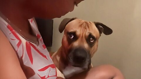 Laugh Till You Drop 🤣🐾 Funniest Pets Compilation 2025