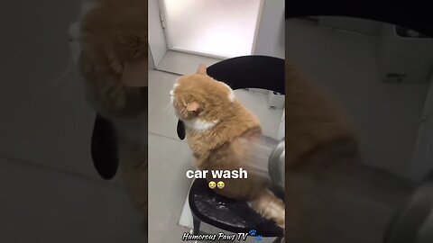 Funny animals 2024😂- Funniest Cats and Dogs Video😹🐶 #26