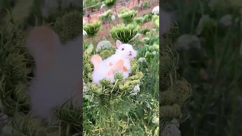 A leisurely little rabbit, all things are cute, rabbit, rural little cute pet