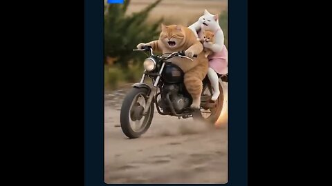 cat# comedy club #