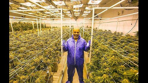 Mike Tyson Leads Athletes in Push for Marijuana Reform: ‘Cannabis Is Not a Drug’