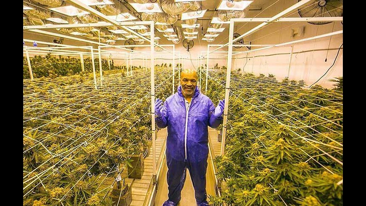 Mike Tyson Leads Athletes in Push for Marijuana Reform: ‘Cannabis Is Not a Drug’