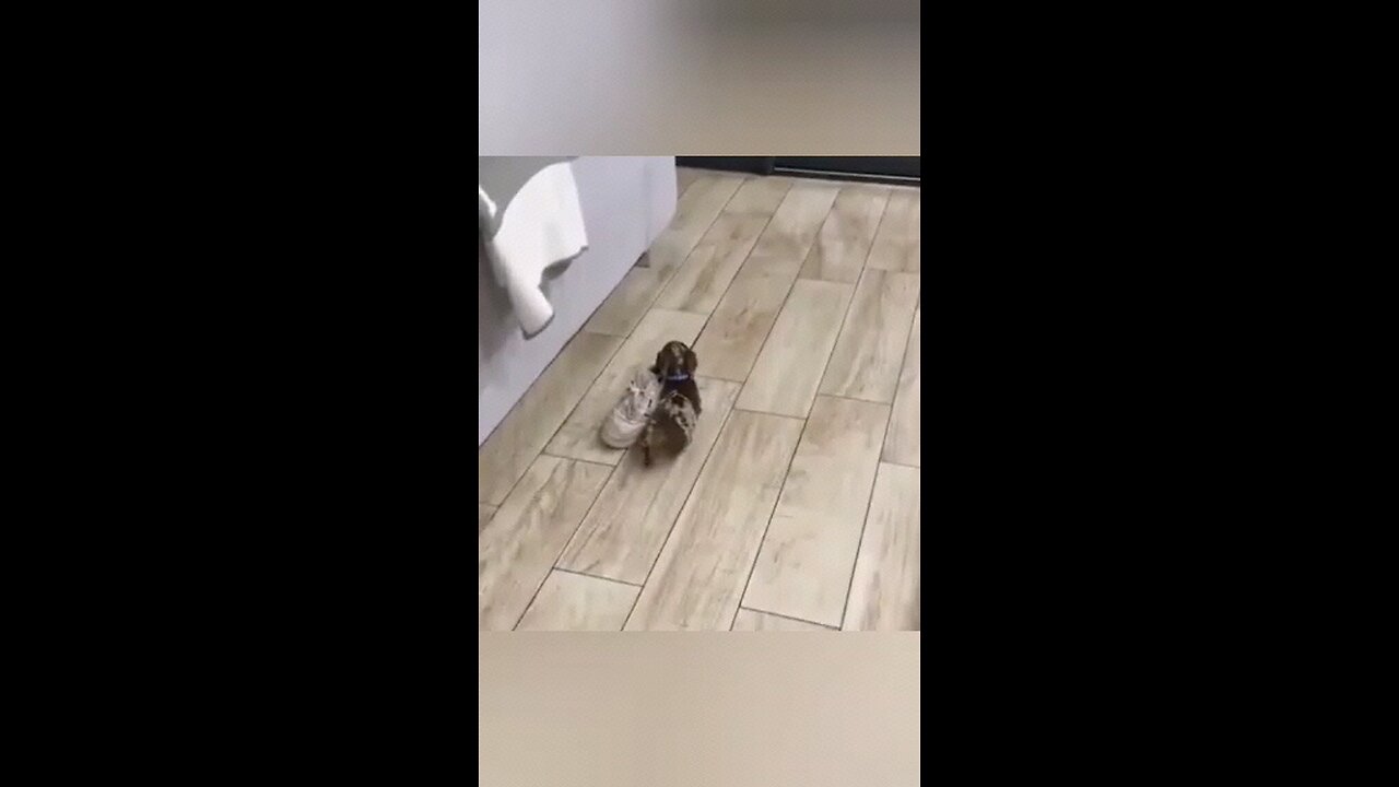 Funny Animals PT 10