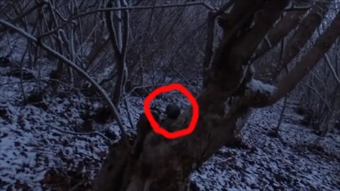 Strange creature is hiding in a tree - Unknown creature in the forest