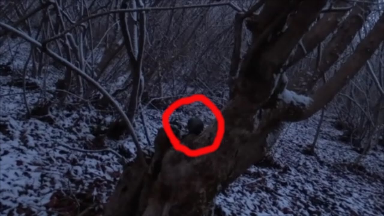 Strange creature is hiding in a tree - Unknown creature in the forest