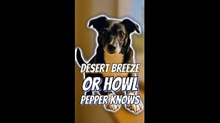 Desert Breeze or Howl? Pepper Knows.