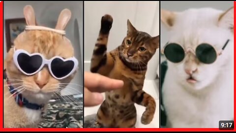 Cat Video Compilation - Funny Animal Moments - Funny Pet Videos - Healthy Cats