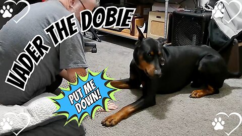 Doberman Goes From Cuddly To Chaos In Seconds