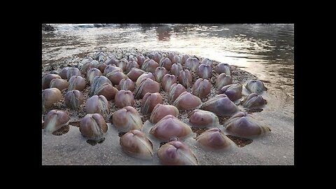 Pearls, such precious clams are actually gathered in groups, why are they so precious?