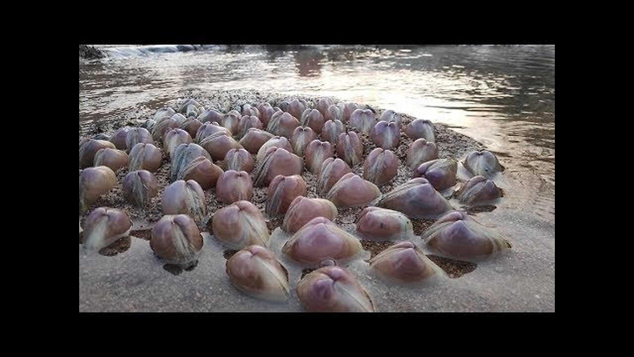 Pearls, such precious clams are actually gathered in groups, why are they so precious?