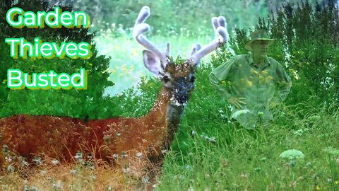 Garden Thieves Busted / Culprit, Velvet Antlered White-Tail
