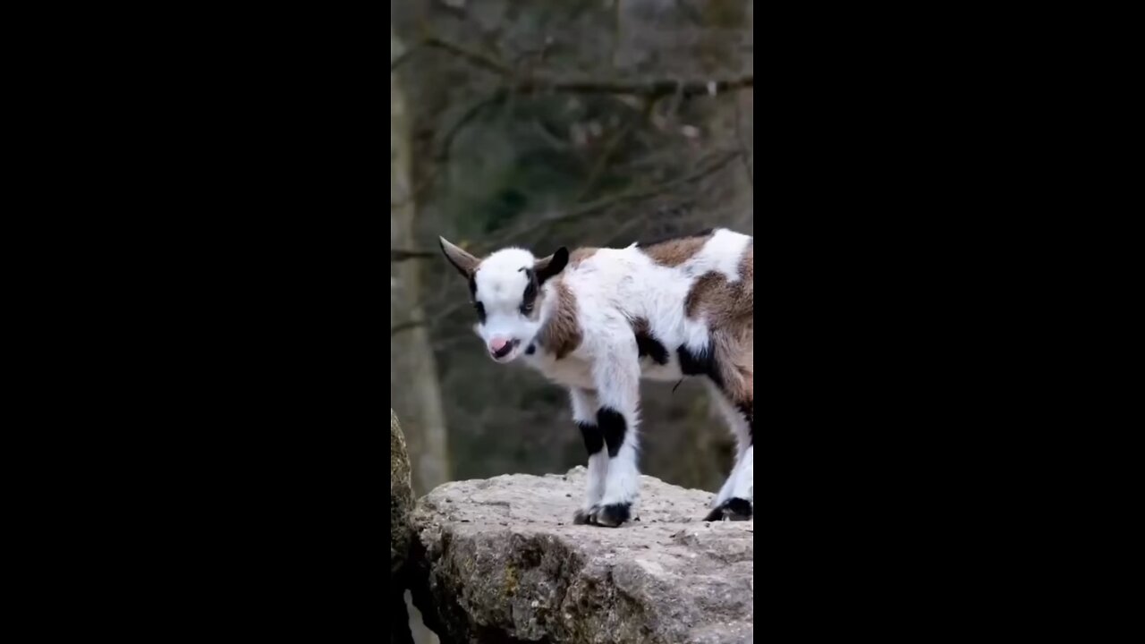 3 Facts About Goats!!