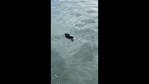 Coots #coots #swimming #coot #followme #shorts #viral #trending