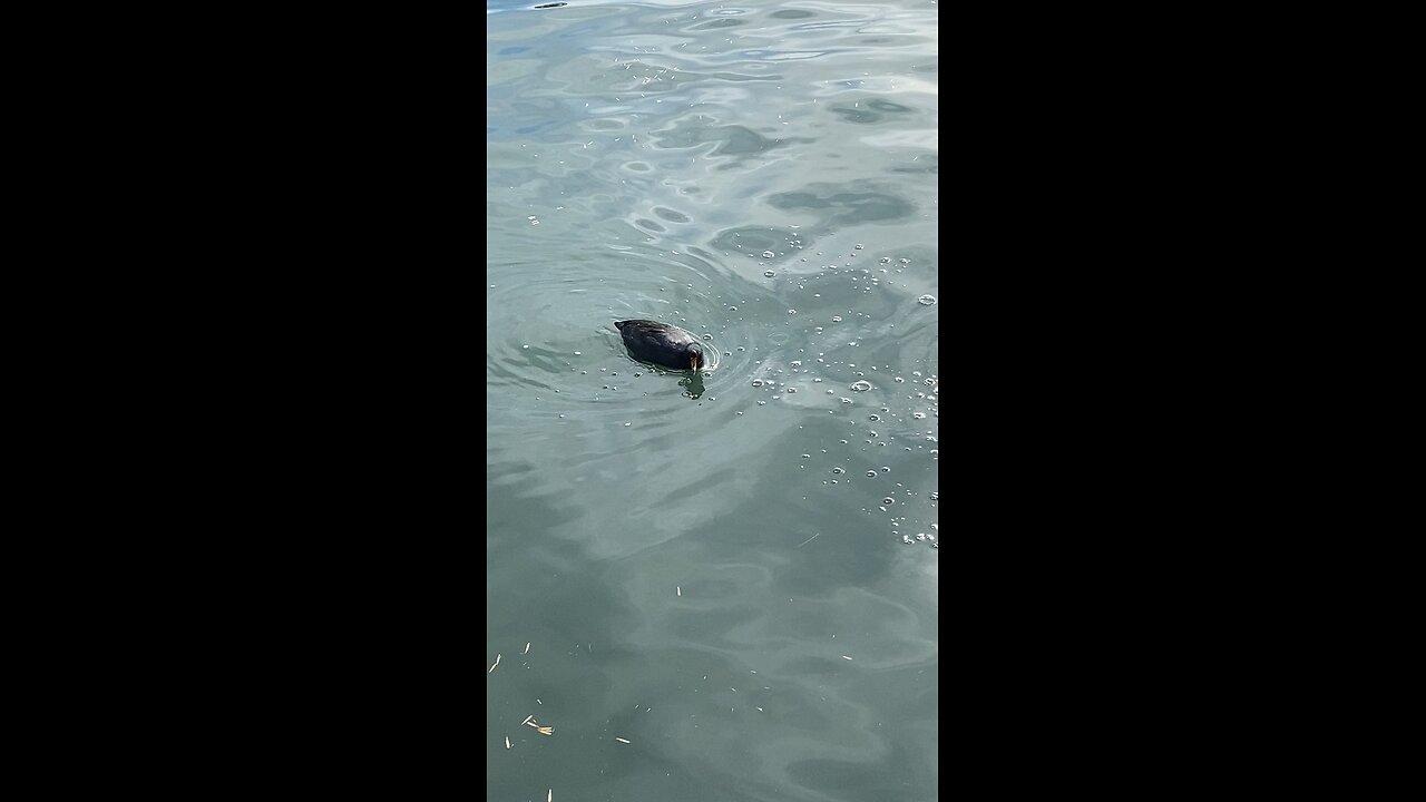 Coots #coots #swimming #coot #followme #shorts #viral #trending