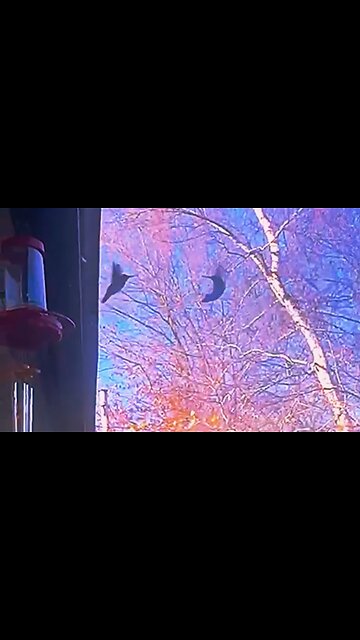 Hummingbirds compete for feeder