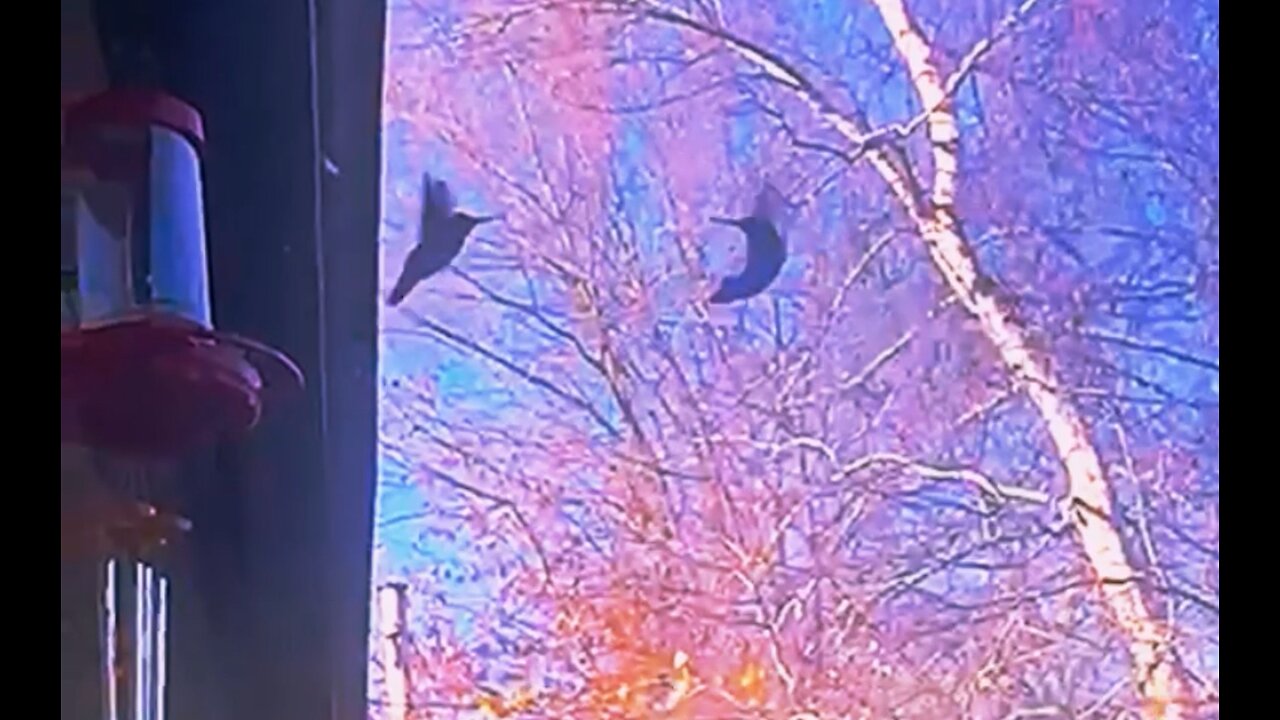 Hummingbirds compete for feeder